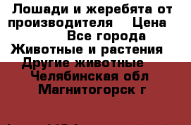 Лошади и жеребята от производителя. › Цена ­ 120 - Все города Животные и растения » Другие животные   . Челябинская обл.,Магнитогорск г.